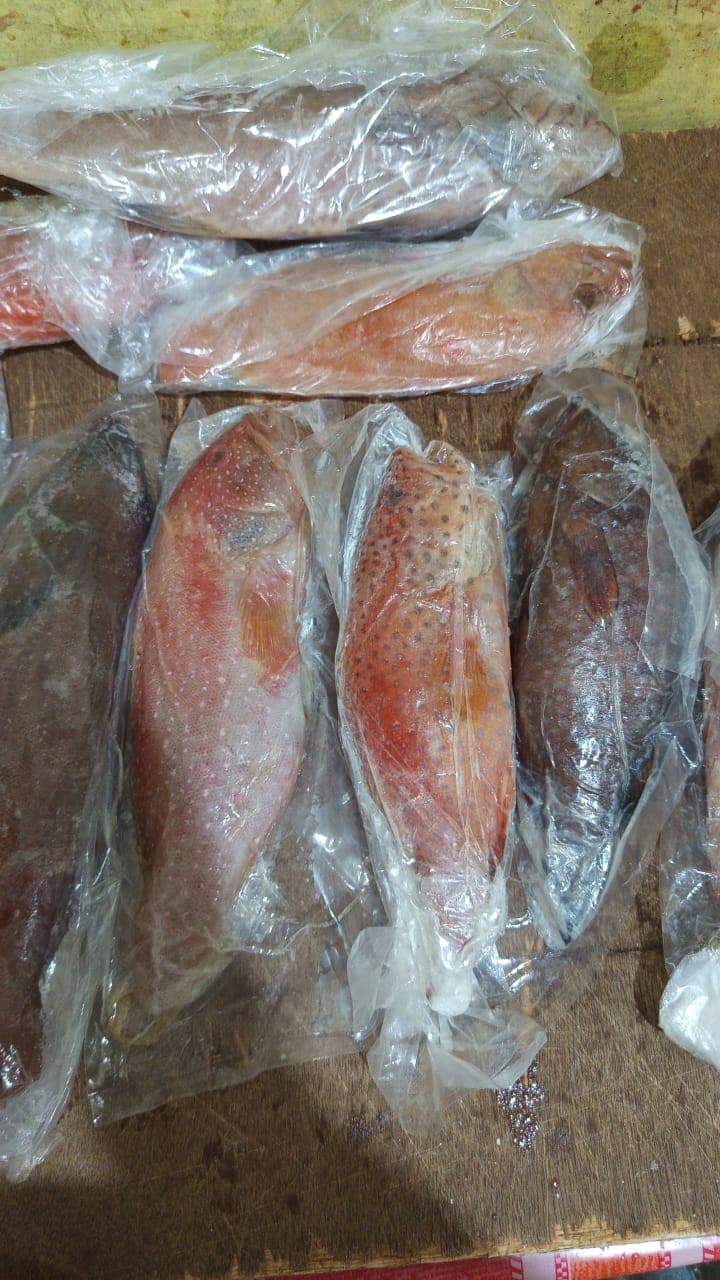 Kerapu