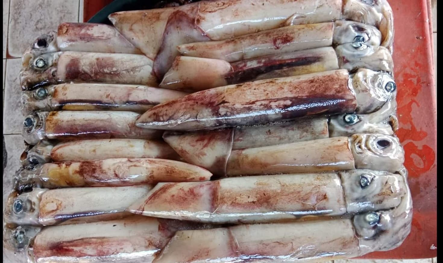 SOTONG SEGAR - Image 1